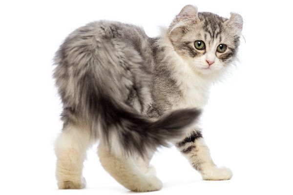 Cat looking backward chasing or showing his tail or butt.