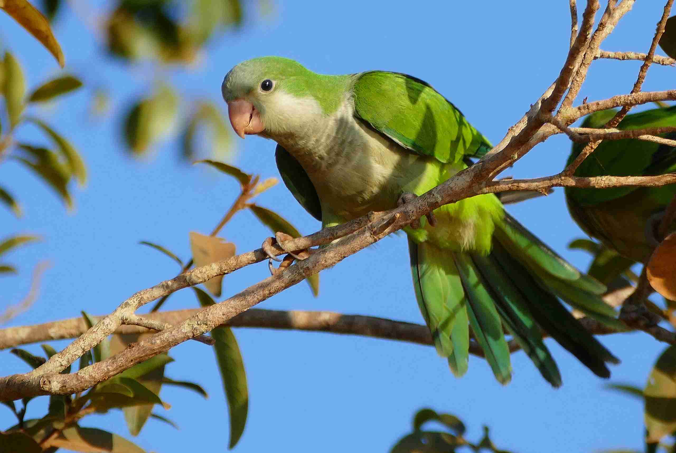 You Won'T Believe What This Monk Parakeet Did! - 5y9mag9