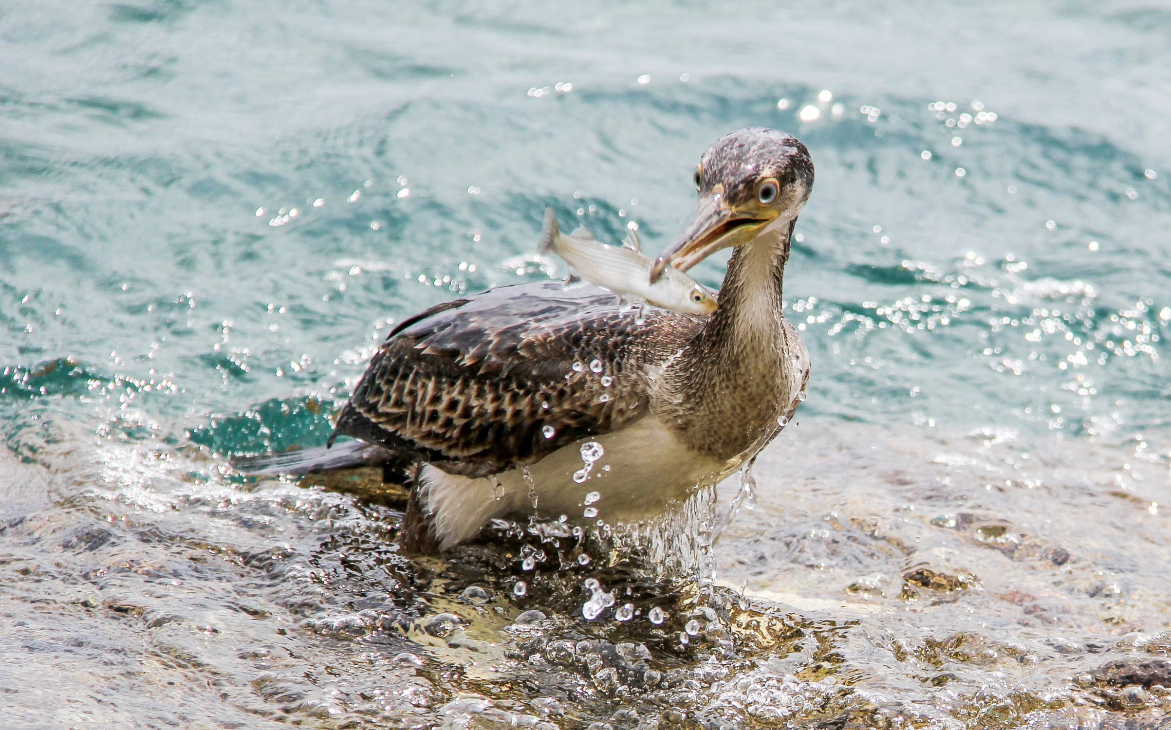 Cormorant Symbolism & Meaning (+Totem, Spirit & Omens) Pet News Live