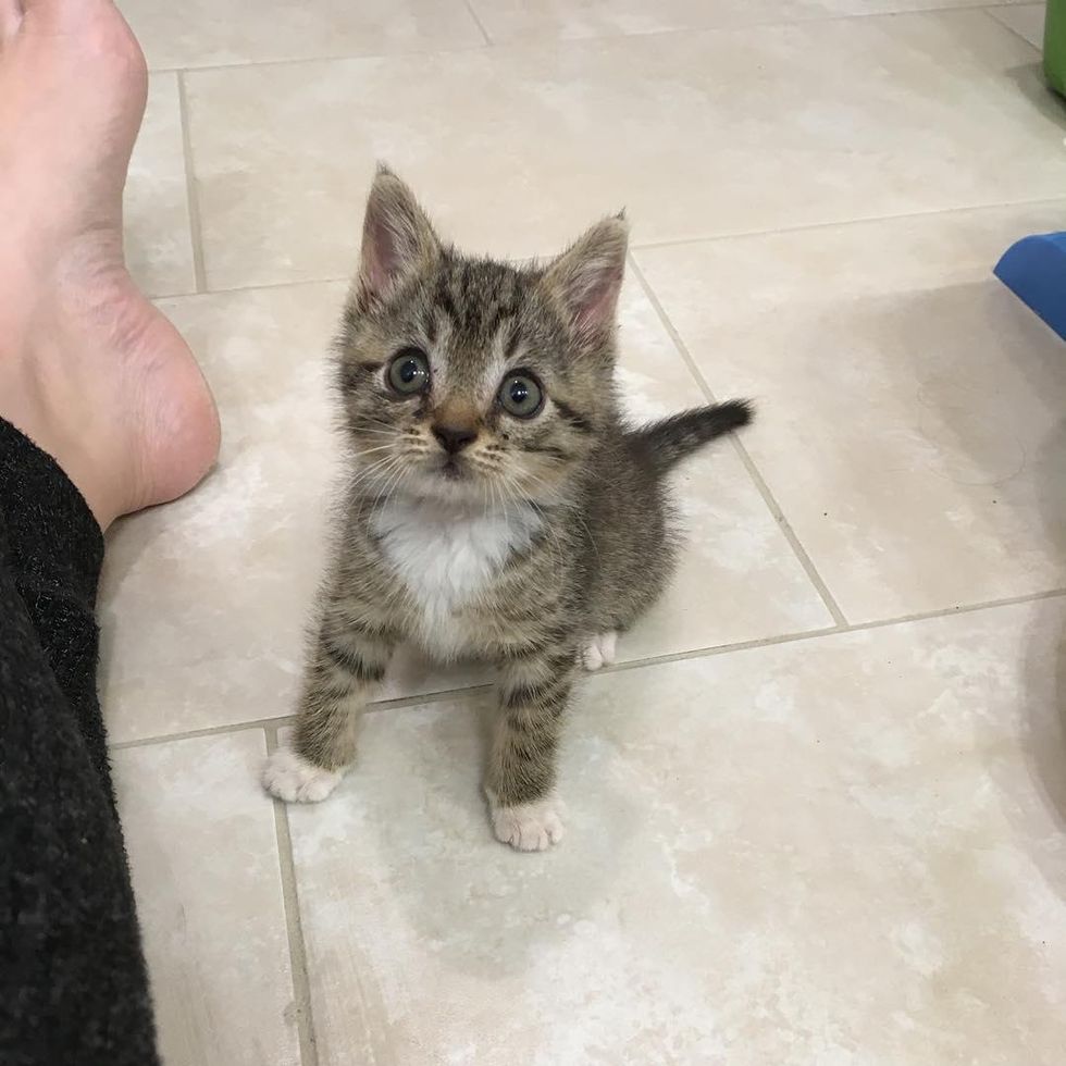 tabby kitten, white mittens