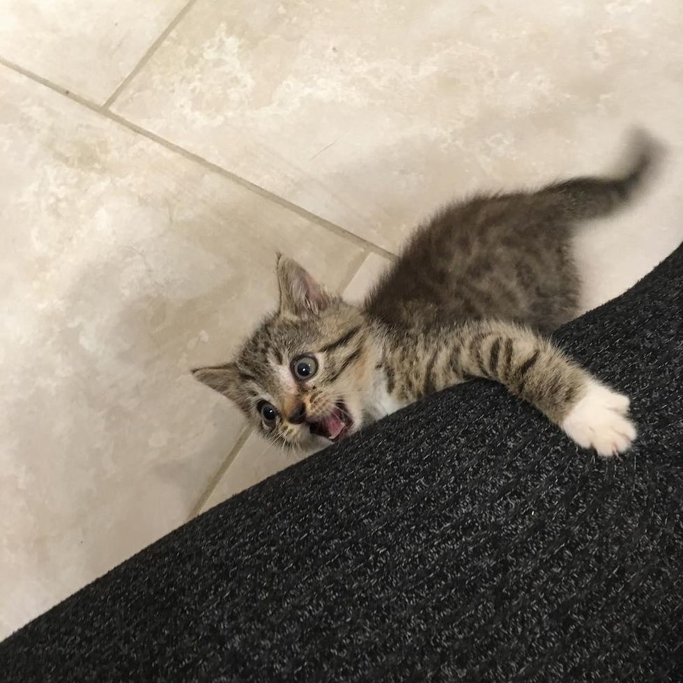 playful feisty kitten