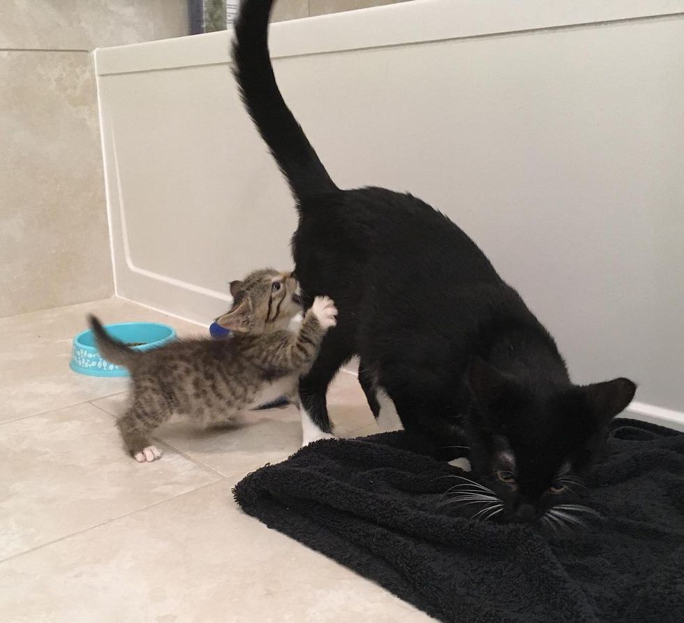 tabby kitten, tuxedo cat