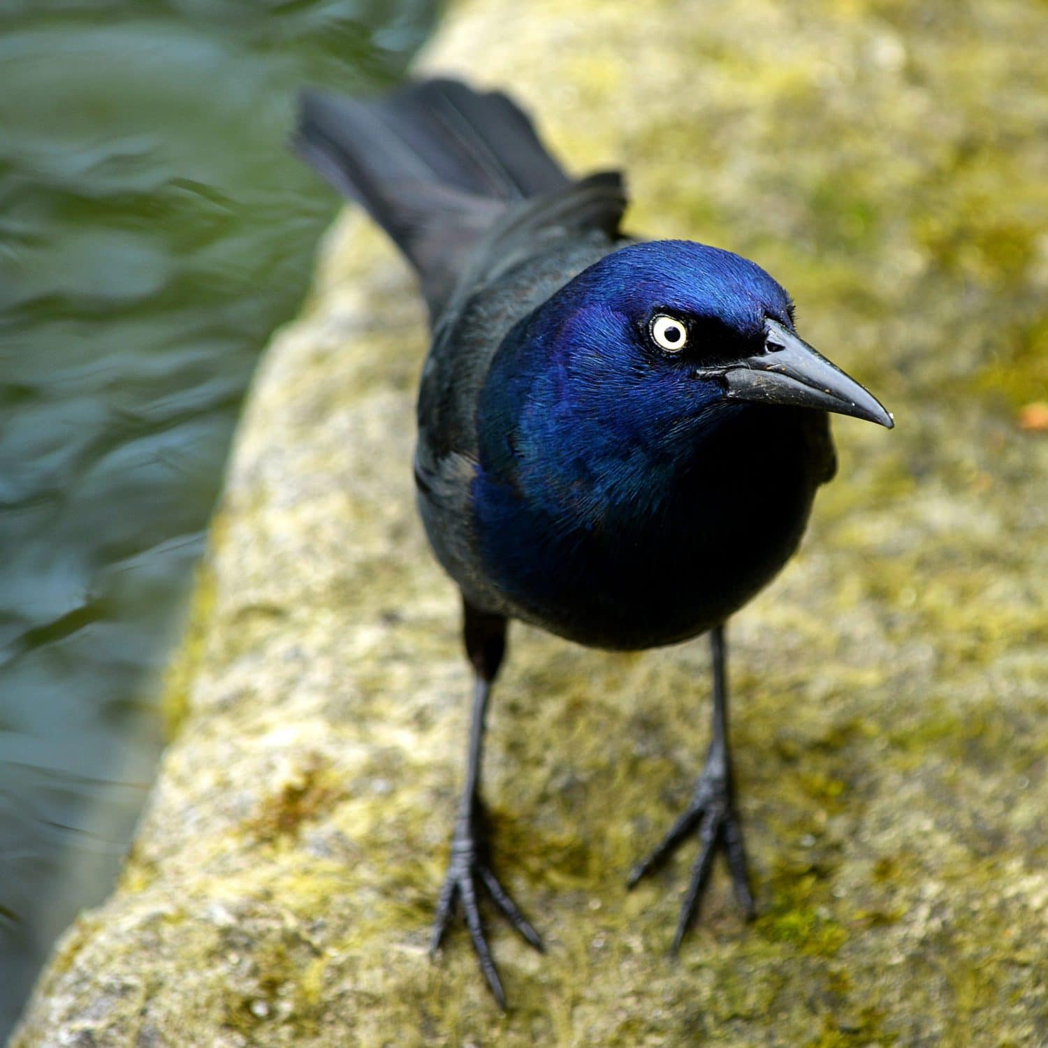 Grackle Symbolism & Meaning (+Totem, Spirit & Omens) – Pet News Live 