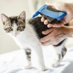 016-Microchipping-low-res.jpg