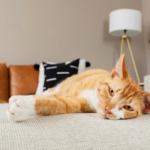 5-ways-to-tell-your-cat-you-love-them-this-valentines-day_2.jpg