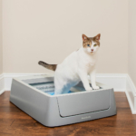 5-ways-to-tell-your-cat-you-love-them-this-valentines-day_4.jpg