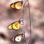 African-Monarch-Butterfly-by-Houssein-Rayaleh.jpg