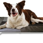 Lucky-Dog-1.jpg