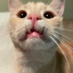 Mellie-2.jpeg