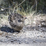 bird-g8d49845d2_1920-1024×683-1.jpg