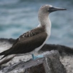 blue-footed-boobies-g07c2b39a5_1920-300×200-1.jpg