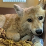 coyote.jpg