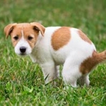 dog-pooping-jpg.jpg