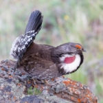 dusky-grouse-g5016c00d6_1920-1024×683-1.jpg