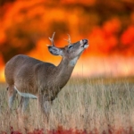 fire-deer-crying.jpg