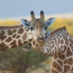 giraffe-mum-n-bub-web_0.jpg
