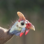 guineafowl-g0c7805472_1920-1024×768-1.jpg