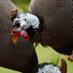guineafowl-gc3f7c6ef3_1920-1024×682-1.jpg