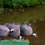 guineafowls-g5a3cb8892_1920-1024×542-1.jpg
