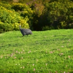 guineafowls-g5f3ff4ccc_1920-1024×458-1.jpg