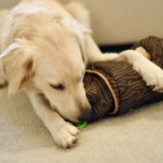 hide-a-squirrel-hedgie-play-1.jpg