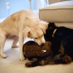 hide-a-squirrel-hedgie-play-2.jpg