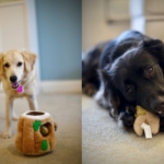 hide-a-squirrel-squirrel-play-1.jpg
