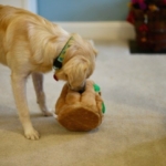hide-a-squirrel-squirrel-play.jpg