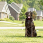how-to-keep-a-dog-from-escaping-the-yard_2.jpg