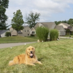 how-to-keep-a-dog-from-escaping-the-yard_3.jpg