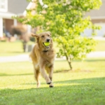 how-to-keep-a-dog-from-escaping-the-yard_4.jpg