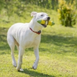 how-to-keep-a-dog-from-escaping-the-yard_5.jpg