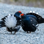 lasse-nystedt-8y8dN-xKu4c-unsplash-1024×683-1.jpg