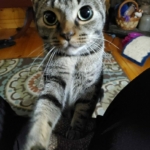 miss-piggy-4-scaled-1.jpeg