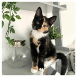 murphy-and-minnie-2-scaled-1.jpg