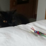 neko-bug-21.jpg