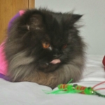 neko-bug-5.jpg