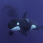 orcas.jpg