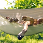 relaxeddog-668×440-1.jpg