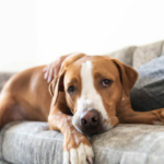 shutterstock_1466509124-696×464-1.jpg