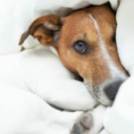 shutterstock_196839923-696×464-1.jpg