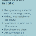 signs-cats-e1644430226781.png
