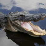 stock-image-alligator.jpg