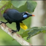 thumbs_black-oropendola-psarocolius-guatimozinus.jpg