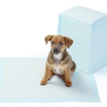 top-10-things-to-buy-for-shelters-peepads.jpg