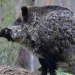 wild-boar.jpg