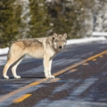 wolf-7.jpg