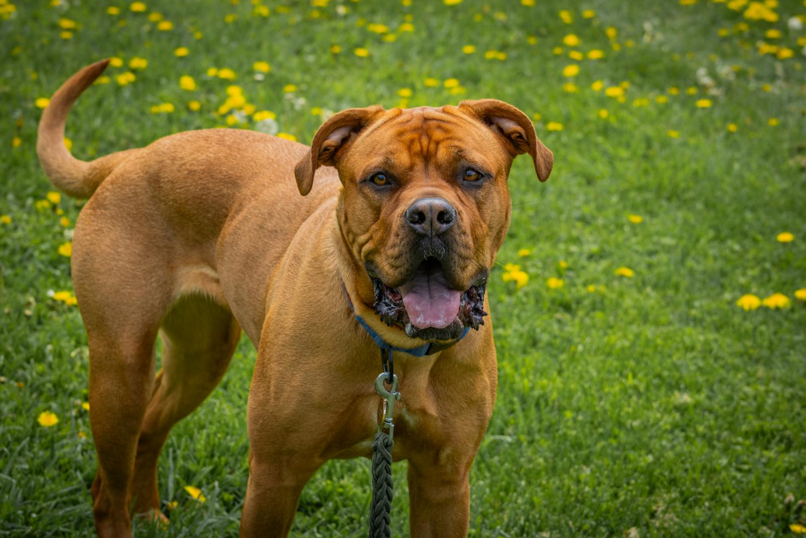 Photo of james, a pit bull terrier, in new york, ny