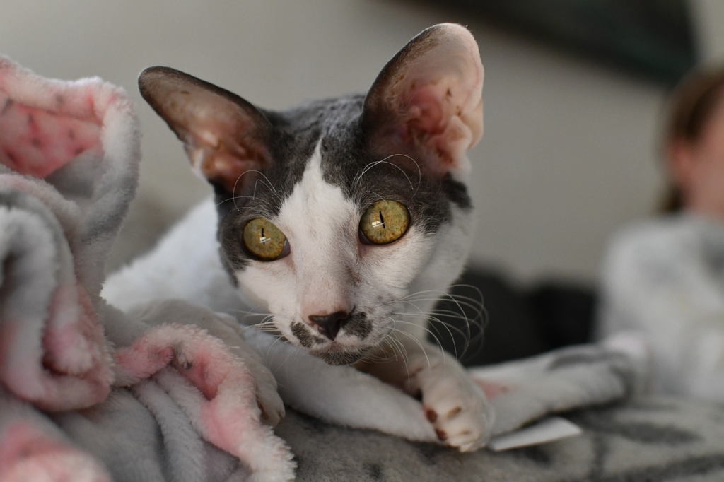 cat, cornish rex, curious