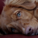 Photo by Sonja-Kalee